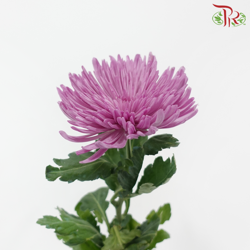 Anastasia / Net Mum Chrysanthemum - Purple (12 Stems)