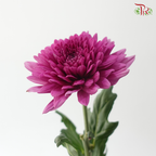 Anastasia / Net Mum Chrysanthemum - Mulberry (5-6 Stems)