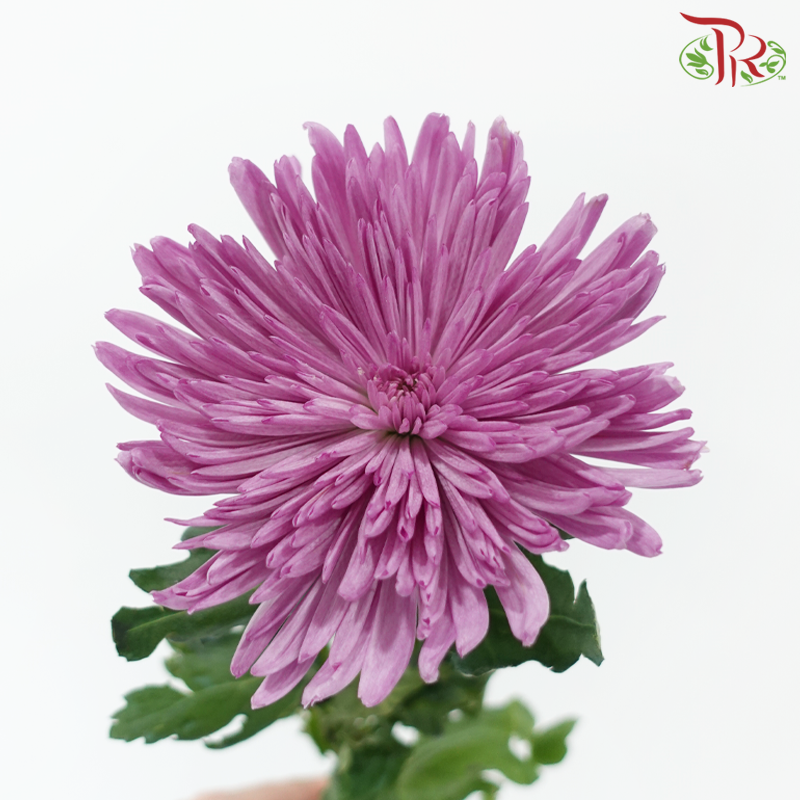 Anastasia / Net Mum Chrysanthemum - Purple (12 Stems)