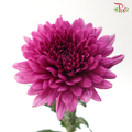 Anastasia / Net Mum Chrysanthemum - Mulberry (5-6 Stems)