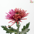 Anastasia / Net Mum Chrysanthemum - Burnt Salmon Pink (12 Stems)