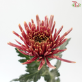 Anastasia / Net Mum Chrysanthemum - Burnt Salmon Pink (12 Stems)