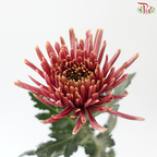 Anastasia / Net Mum Chrysanthemum - Burnt Salmon Pink (12 Stems)