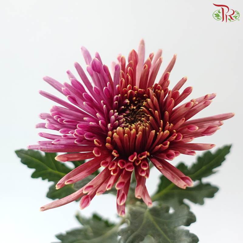 Anastasia / Net Mum Chrysanthemum - Burnt Salmon Pink (12 Stems)