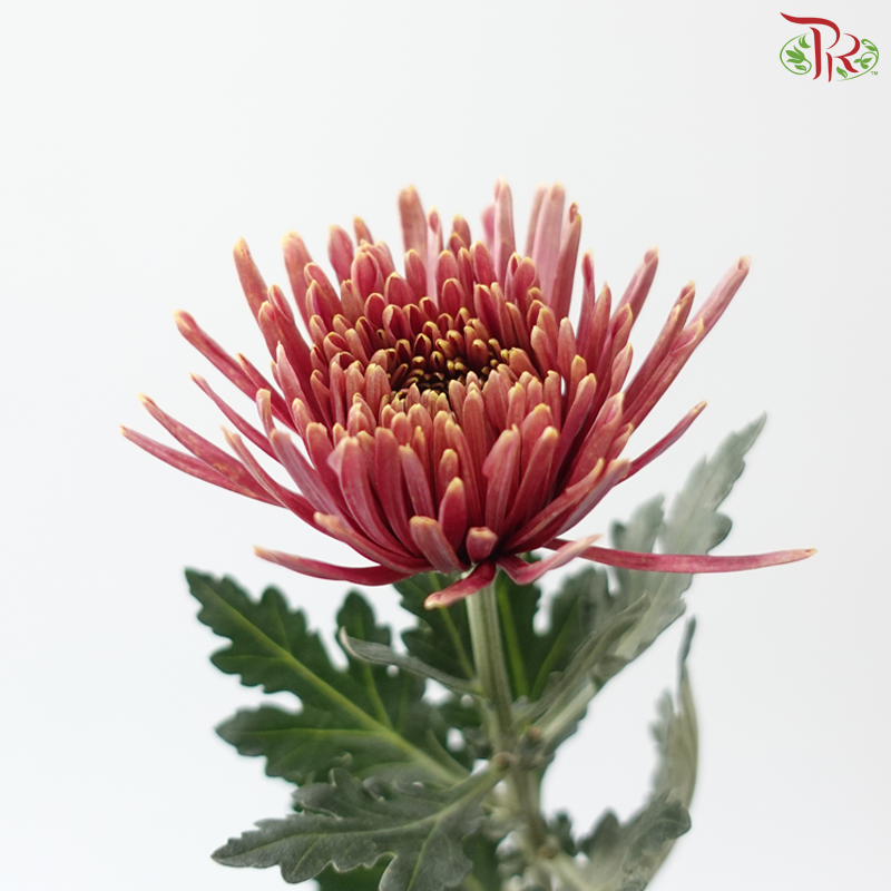 Anastasia / Net Mum Chrysanthemum - Burnt Salmon Pink (12 Stems)