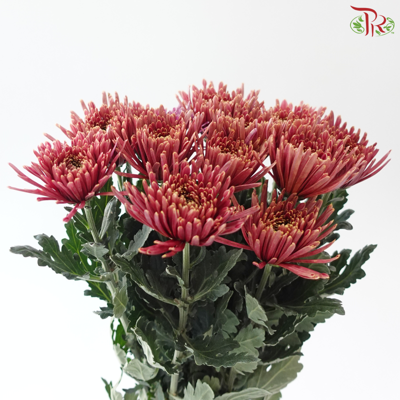 Anastasia / Net Mum Chrysanthemum - Burnt Salmon Pink (12 Stems)