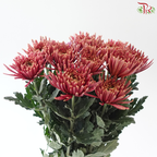 Anastasia / Net Mum Chrysanthemum - Burnt Salmon Pink (12 Stems)