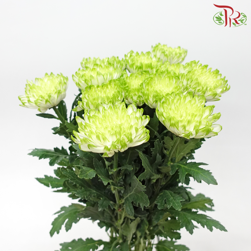 Anastasia / Net Mum Chrysanthemum - White Off Green (12 Stems)