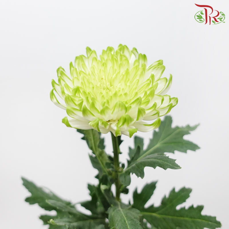 Anastasia / Net Mum Chrysanthemum - White Off Green (12 Stems)
