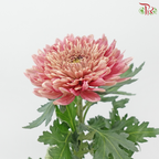 Anastasia / Net Mum Chrysanthemum Big - Dusty Salmon Pink (6 Stems)