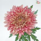Anastasia / Net Mum Chrysanthemum Big - Dusty Salmon Pink (6 Stems)