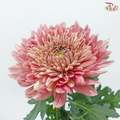 Anastasia / Net Mum Chrysanthemum Big - Dusty Salmon Pink (6 Stems)