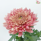 Anastasia / Net Mum Chrysanthemum Big - Dusty Salmon Pink (6 Stems)