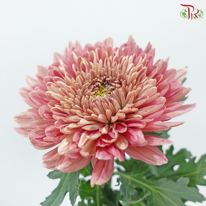 Anastasia / Net Mum Chrysanthemum Big - Dusty Salmon Pink (6 Stems)