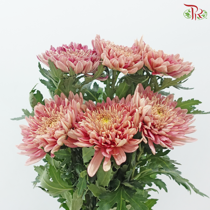 Anastasia / Net Mum Chrysanthemum Big - Dusty Salmon Pink (6 Stems)