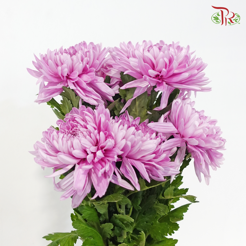 Anastasia / Net Mum Chrysanthemum Big - Medium Purple (5-6 Stems)