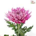 Anastasia / Net Mum Chrysanthemum Big - Medium Purple (5-6 Stems)