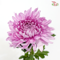 Anastasia / Net Mum Chrysanthemum Big - Medium Purple (5-6 Stems)