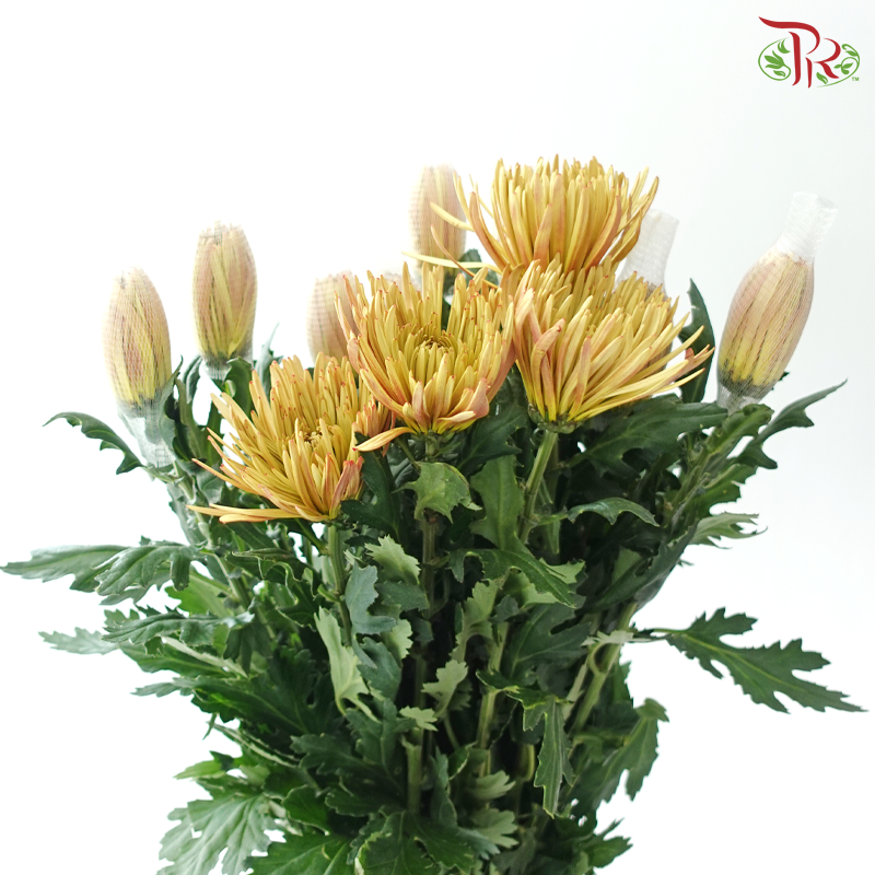 Anastasia / Net Mum Chrysanthemum - Tea Brown (12 Stems)