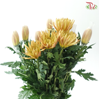 Anastasia / Net Mum Chrysanthemum - Tea Brown (12 Stems)