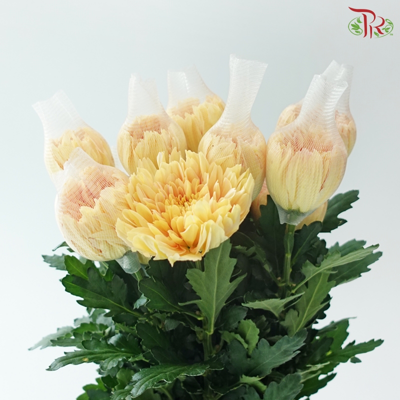 Anastasia / Net Mum Chrysanthemum - Light Orange (12 Stems)