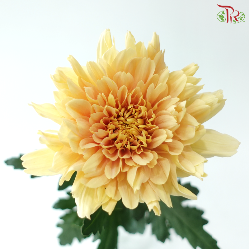 Anastasia / Net Mum Chrysanthemum - Light Orange (12 Stems)