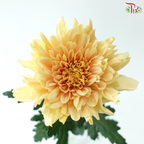 Anastasia / Net Mum Chrysanthemum - Light Orange (12 Stems)