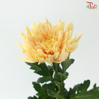 Anastasia / Net Mum Chrysanthemum - Light Orange (12 Stems)