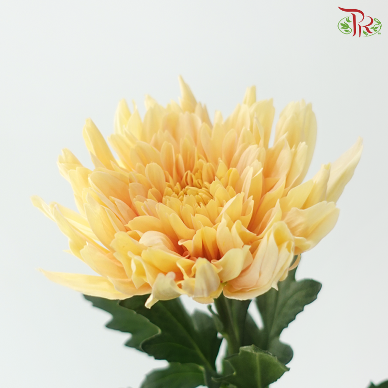 Anastasia / Net Mum Chrysanthemum - Light Orange (12 Stems)