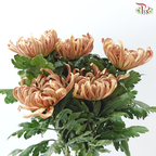 Chrysanthemum Vienna - Salmon (6 Stems)