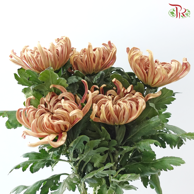 Chrysanthemum Vienna - Salmon (6 Stems)