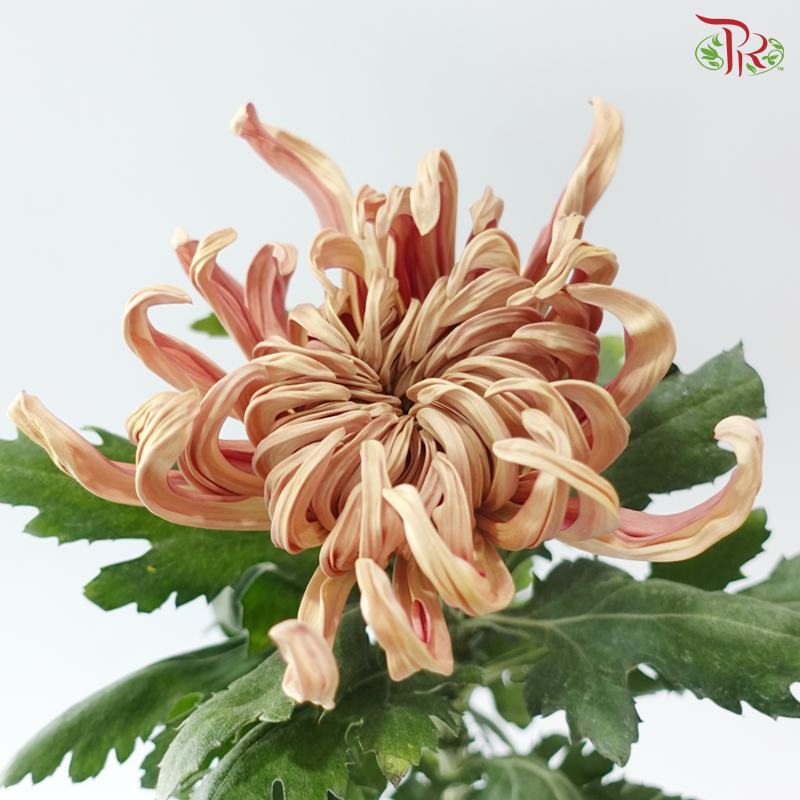 Chrysanthemum Vienna - Salmon (6 Stems)