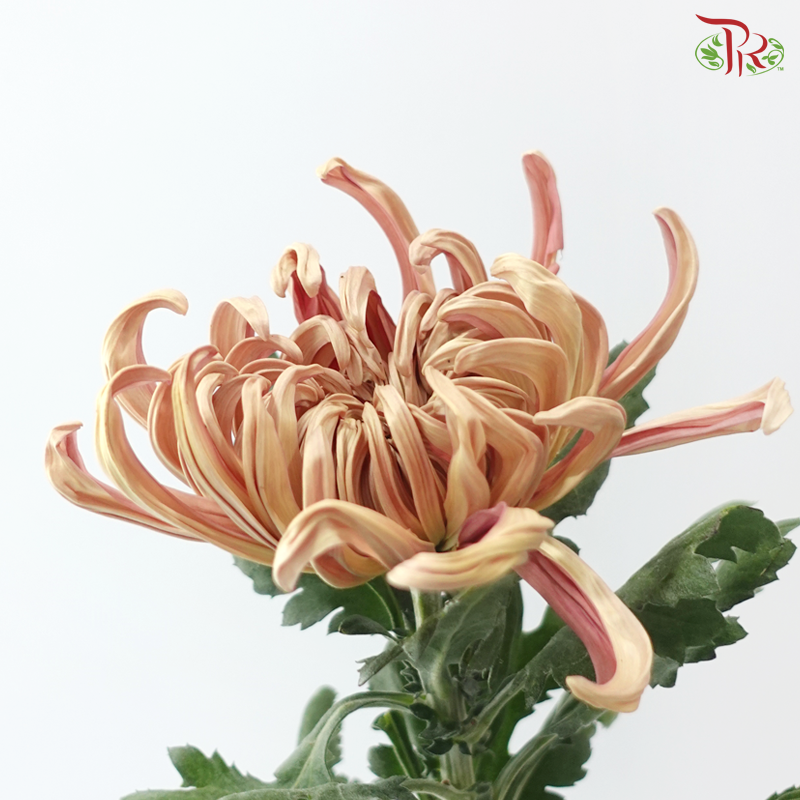 Chrysanthemum Vienna - Salmon (6 Stems)