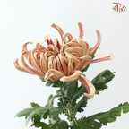 Chrysanthemum Vienna - Salmon (6 Stems)