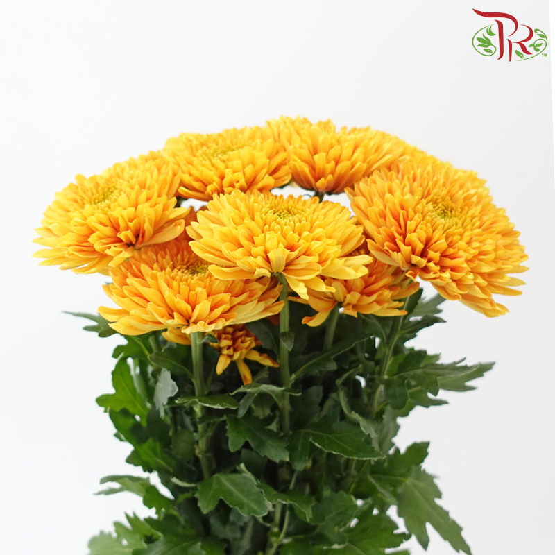 Anastasia / Net Mum Chrysanthemum - Rossano Gold (12 Stems)