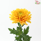 Anastasia / Net Mum Chrysanthemum - Rossano Gold (12 Stems)