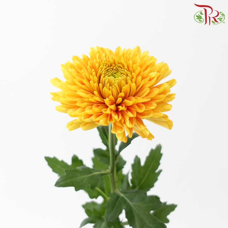Anastasia / Net Mum Chrysanthemum - Rossano Gold (12 Stems)