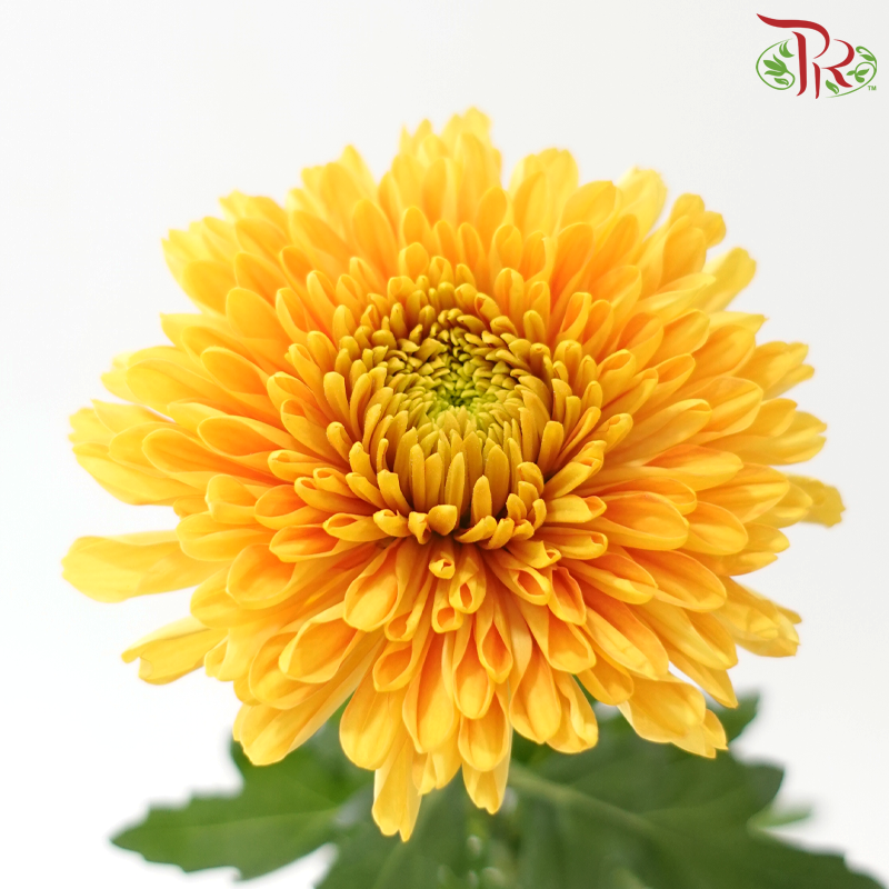 Anastasia / Net Mum Chrysanthemum - Rossano Gold (12 Stems)