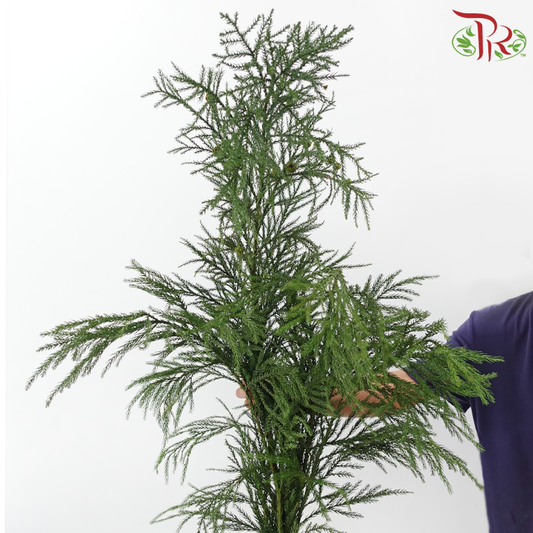 New Asparagus Fern With Flower /  Berry