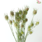 Nigella (5 Stems)