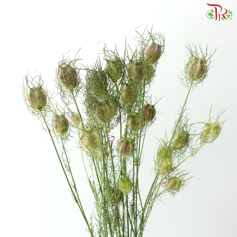 Nigella (5 Stems)
