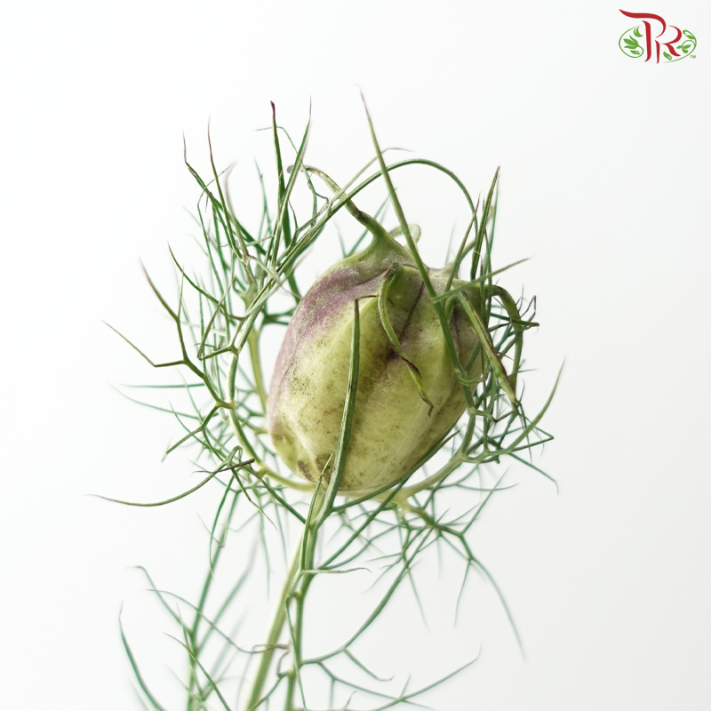 Nigella (5 Stems)