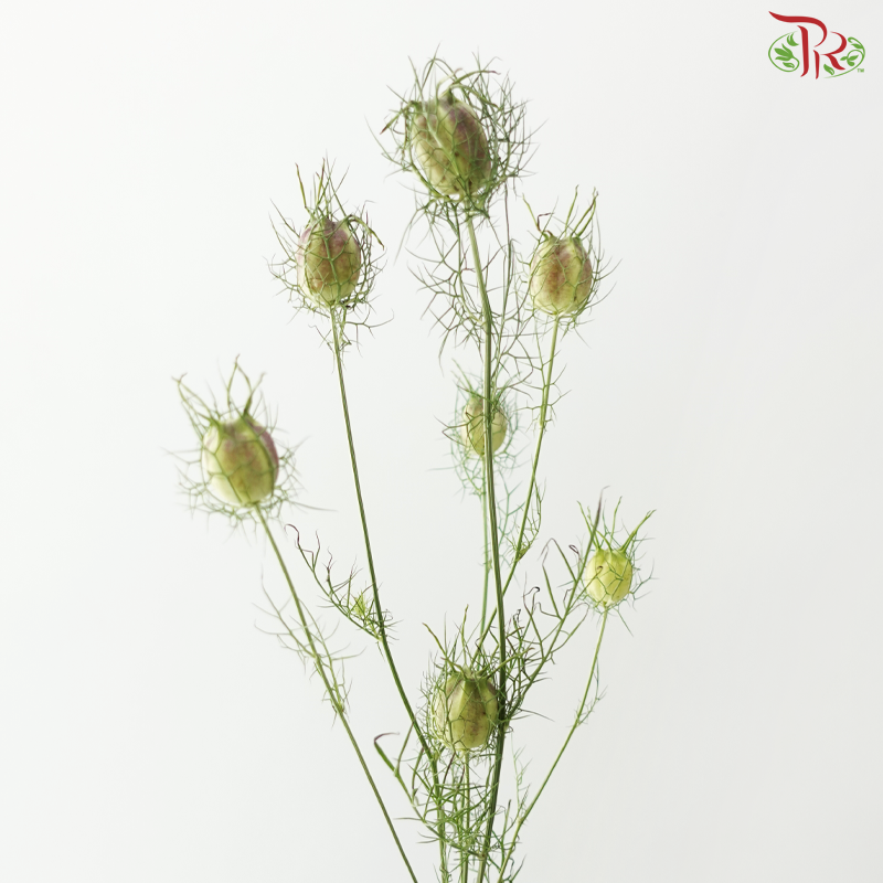 Nigella (5 Stems)