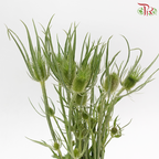 Teasel - Green (Per Bunch)