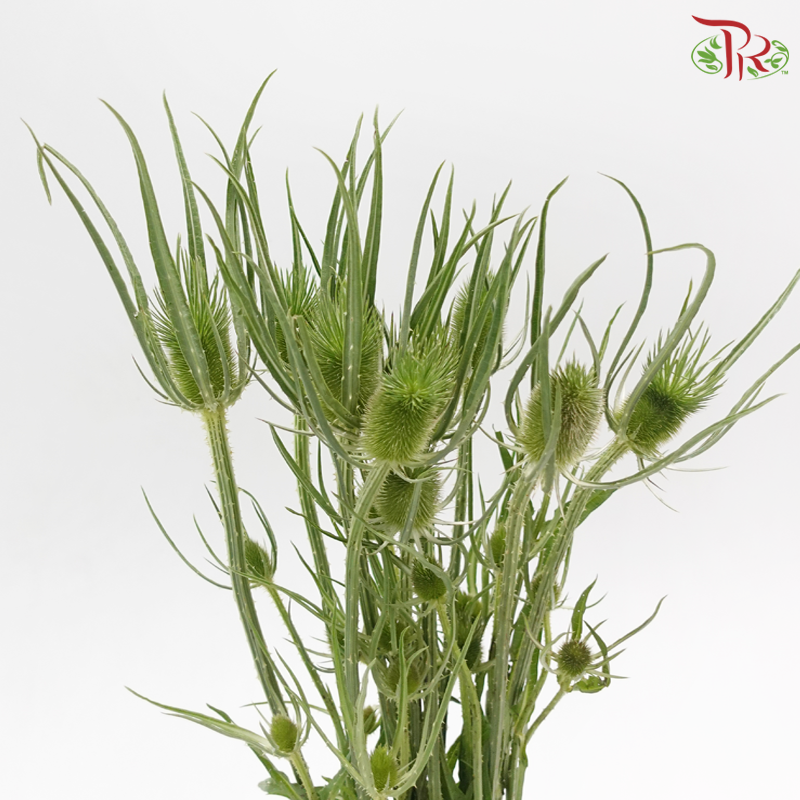Teasel - Green (Per Bunch)