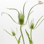 Teasel - Green (Per Bunch)