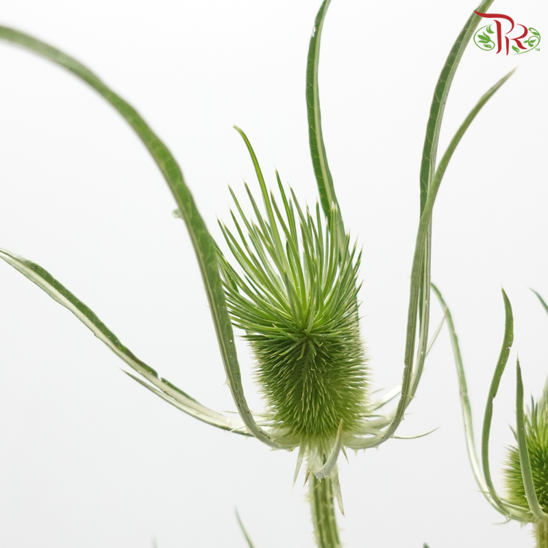 Teasel - Green (Per Bunch)