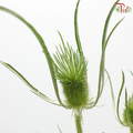 Teasel - Green (Per Bunch)