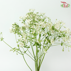 Nirvana Flower - White (Per Bunch)