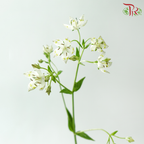 Nirvana Flower - White (Per Bunch)